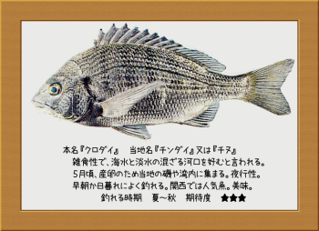 隠岐の島の魚【クロダイ】