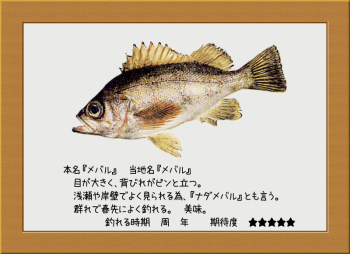 隠岐の島の魚【メバル】