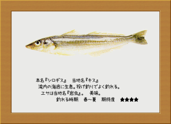 隠岐の島の魚【シロギス】