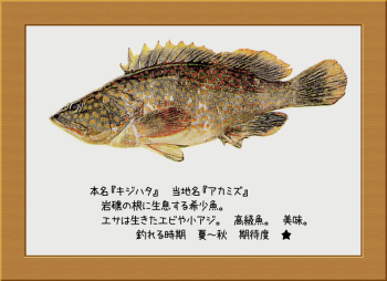 隠岐の島の魚【キジハタ】