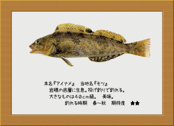 隠岐の島の魚【アイナメ】