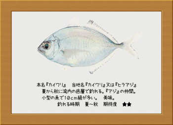 隠岐の島の魚【カイワリ】